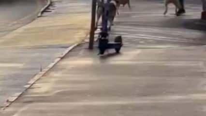 Köpek terörü devam ediyor! Sokak köpeklerinin saldırısıyla dehşeti yaşadı! 