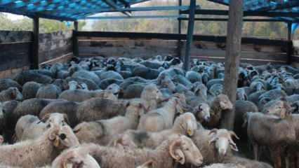 Sinop'ta köpekleri iğne ile uyutup, ahırdan 50 tane koyun çaldılar!