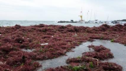 Kadıköy'de şaşırtan görüntü: Lodos sonrası sahil kırmızı yosunlarla kaplandı