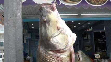 128 kiloluk dev balık görenleri şaşkına çevirdi