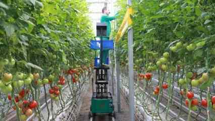 Ağrı'da jeotermal enerjiyle ısıtılan serada yılın 12 ayı domates üretiliyor