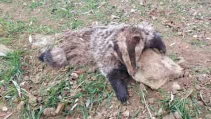 Erzincan'da ölü halde bulundu! Çok nadir görülen bir hayvan