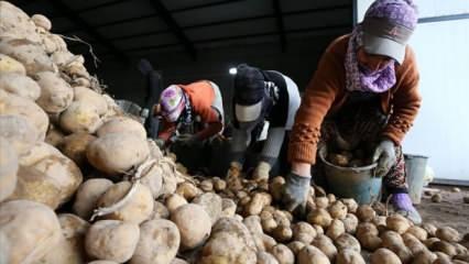 Doğu Anadolu'nun patates havzasından ekonomiye 800 milyon lira katkı