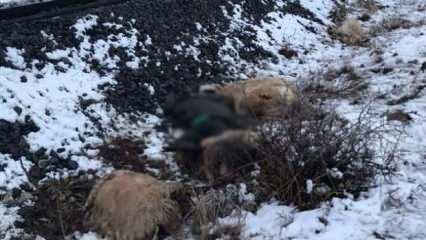 Erzincan'da feci olay! Çoban öldü, koyunlarda telef oldu
