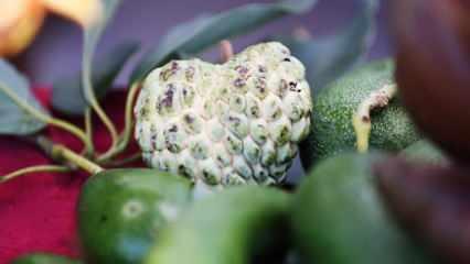 Alanya'da tropikal meyve atemoyanın üretimi de yaygınlaşacak