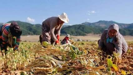Çiftçi Kayıt Sistemi başvuruları 31 Aralık'ta sona erecek