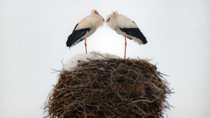 Hakkari&rsquo;de leylekler dondurucu soğuğa rağmen 3 yıldır g&ouml;&ccedil; etmediler