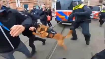 Hollanda Polisi Kovid-19 protestocularına köpekler ve copla saldırdı