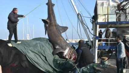 İzmir'de 2 tonluk köpek balığı şaşkınlığı