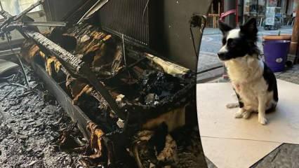 Yangın çıktı, aile köpeklerinin havlamasıyla ölümden kurtuldu