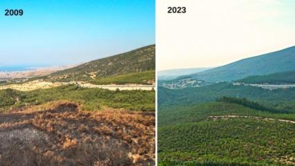 İzmir’in yangının izleri silindi! Bornova Çiçekli Ormanları 14 yıl sonra yeşerdi
