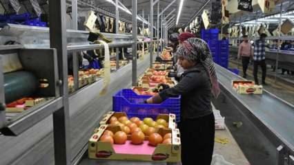 Selden etkilenen Kumluca'da domates ihracatı hız kesmeden sürüyor