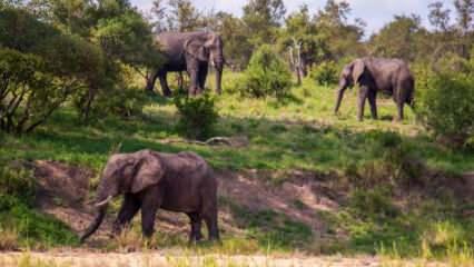 Bölgede artan fil nüfusu, yerel ekosistemi tehdit ediyor