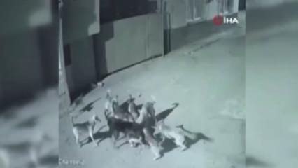 Adana'da sokak köpekleri dehşet saçtı