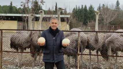 Bursa'da şaşkına çeviren olay! Kışın yumurtlamaya başladılar