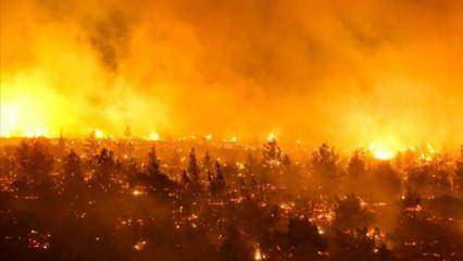 Şili'de orman yangınları: Ölü sayısı 13'e yükseldi