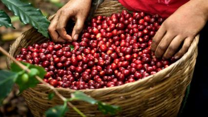 Dünyanın kahve rotası: Kıtaları aşan kahvenin yolculuğu