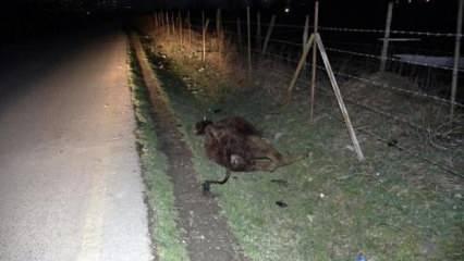 Yol kenarında 4 büyükbaş hayvan ölü bulundu