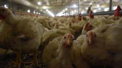 Türkiye'de geçen yıl 2,4 milyon ton tavuk eti üretildi