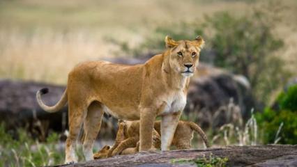 Güney Afrika'da nakil aracından kaçan aslan aranıyor