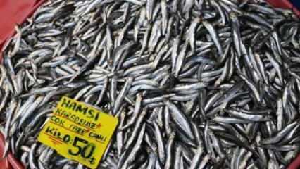 Marmara'da hamsi avcılığının yasaklanmasını sektör olumlu karşıladı