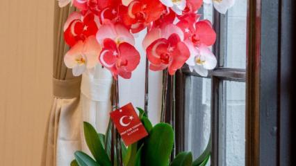 Tayvan liderinden orkideli Türkiye'ye destek mesajı