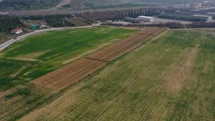 Kuraklık yaşanan İzmir'de çiftçi tahıl rekoltesinden endişeli