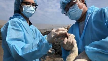 Tayvan'da kuş gribi alarmı: 36 bin 766 tavuk itlaf edildi