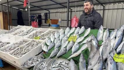  Zonguldaklı balıkçıların yüzünü palamut güldürdü