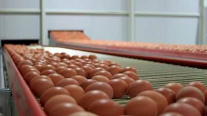 Tarım ve Orman Bakanlığı'ndan nitrofuranlı yumurta açıklaması