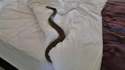 Dünyanın en zehirli yılanını yatağında buldu