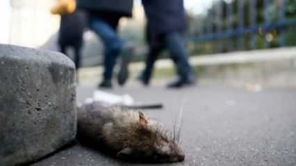 Fransa'da mide bulandıran görüntü: Ölü fareler yığıldı!