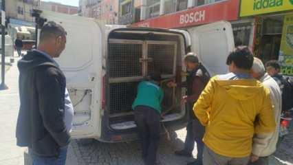 Mersin'de sokak köpekleri belediye çalışanına saldırdı