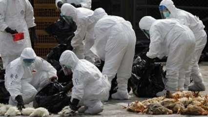 Çin'den DSÖ'ye korkutan bildiri: Virüsün bulaştığı bir kişi öldü!