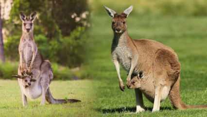 Kanguru eti helal mi, yenir mi? Kanguru etçil mi otçul mu? Hangi hayvanların etleri haram?