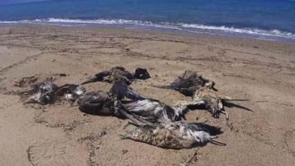 Aydın'da yelkovan kuşları ölü halde sahile vurdu