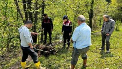 Ormanda belden aşağısı tutmayan yaralı ayı bulundu