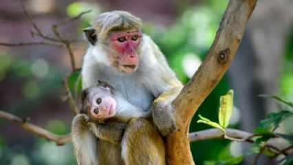 Sri Lanka 100 bin makak maymununu Çin'e satacak
