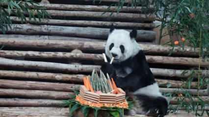 Tayland'da dev panda Lin Hui 21 yaşında hayatını kaybetti