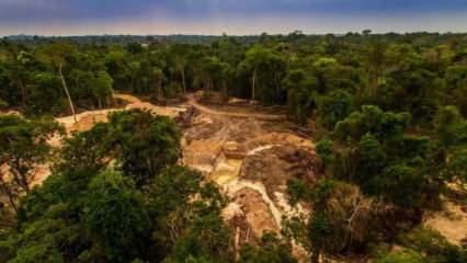 Brezilya'da yerlilerin zaferi: Amazonlarda 6 bölgede madencilik yasaklandı