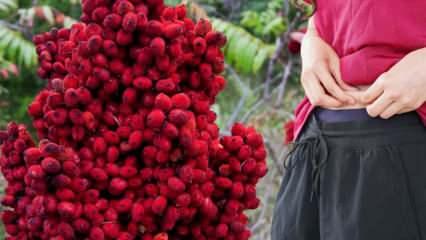 Bu tarif bayram kilolarına savaş a&ccedil;ıyor! 2 hafta i&ccedil;inde karın yağlarını yok ediyor