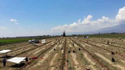 Hatay'da hasat başladı: Soğan tarladan 9-10 liraya satılıyor