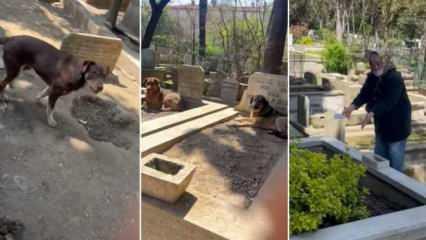 Karacaahmet Mezarlığı'nda 'köpek' istilası! İBB şikayetleri duymazlıktan geliyor