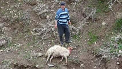 Merada kurtlar sürüye saldırdı; 50 koyun öldü