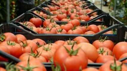 Rusya'ya domates ihracatında kota artırıldı