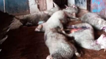 Denizli'de ağıla giren kurt sürüsü dehşet saçtı: 10 koyun telef oldu