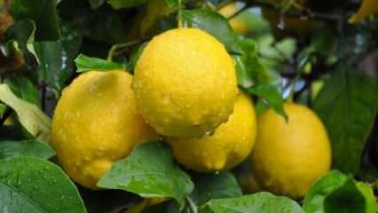 Limon, üreticide ucuz markette pahalı