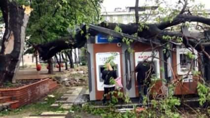 Avcılar'da ağaç ATM'lerin üzerine devrildi; para çekmeye devam ettiler