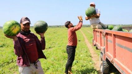 Zorlu mesai! Adana sıcağında her gün 150 ton karpuz yüklüyorlar...	