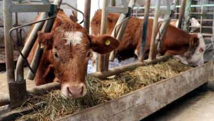 Bakanlık 'özel sektöre kesimlik hayvan ithalatı izni' iddialarını yalanladı